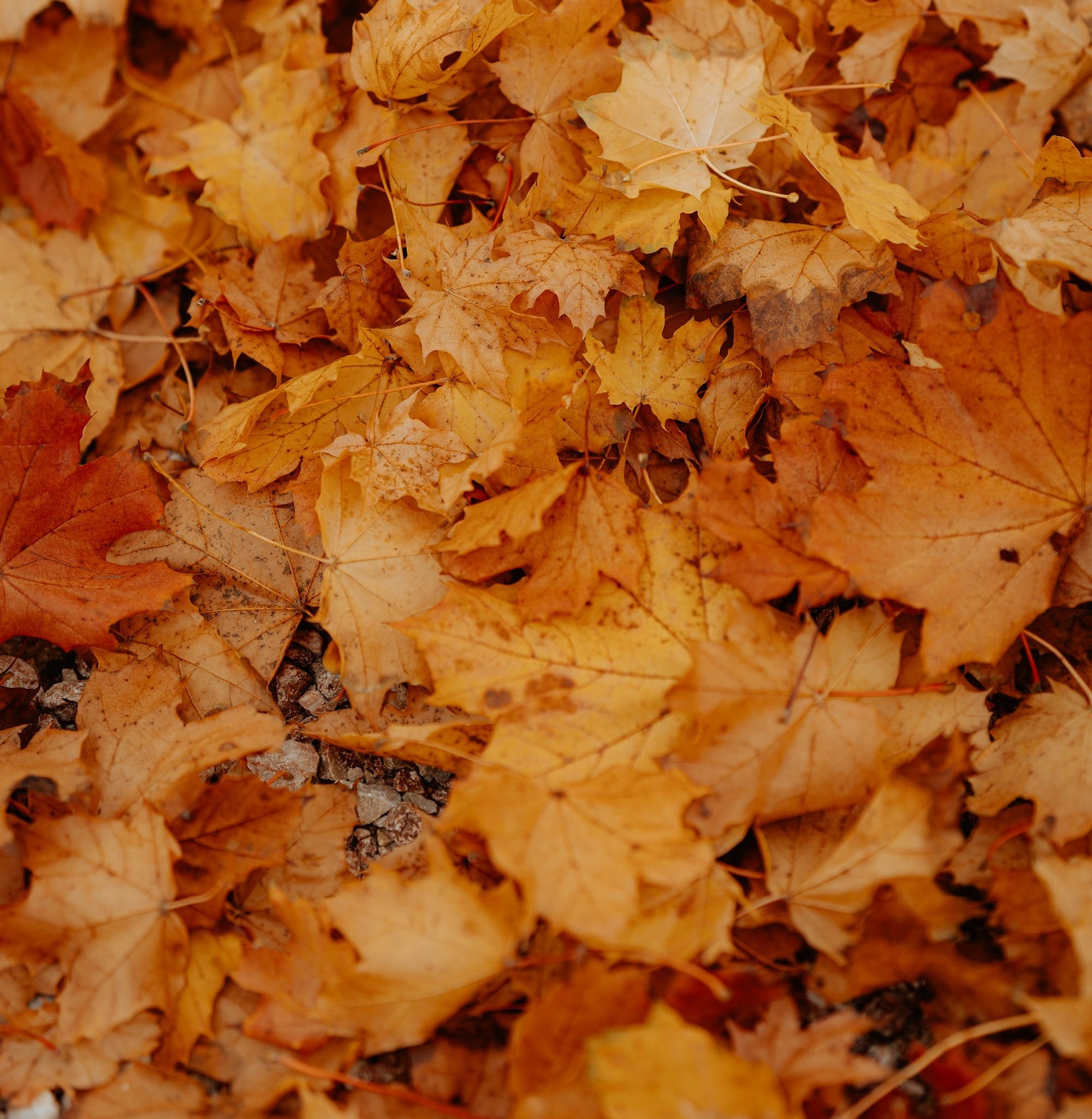 Marraskuun uudistukset